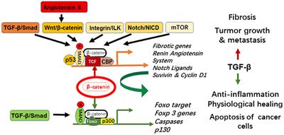 Editorial: TGF-β in Human Disease: Friend or Foe?